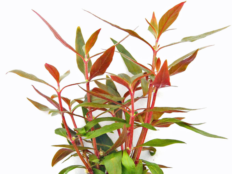 Rotes mini Papageienblatt - Alternanthera reineckii 'Mini'